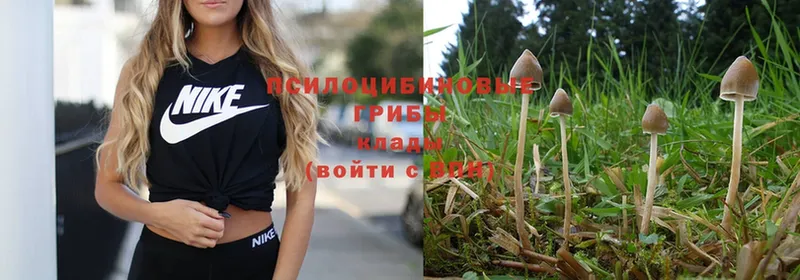 Псилоцибиновые грибы MAGIC MUSHROOMS  купить наркотики цена  Десногорск 